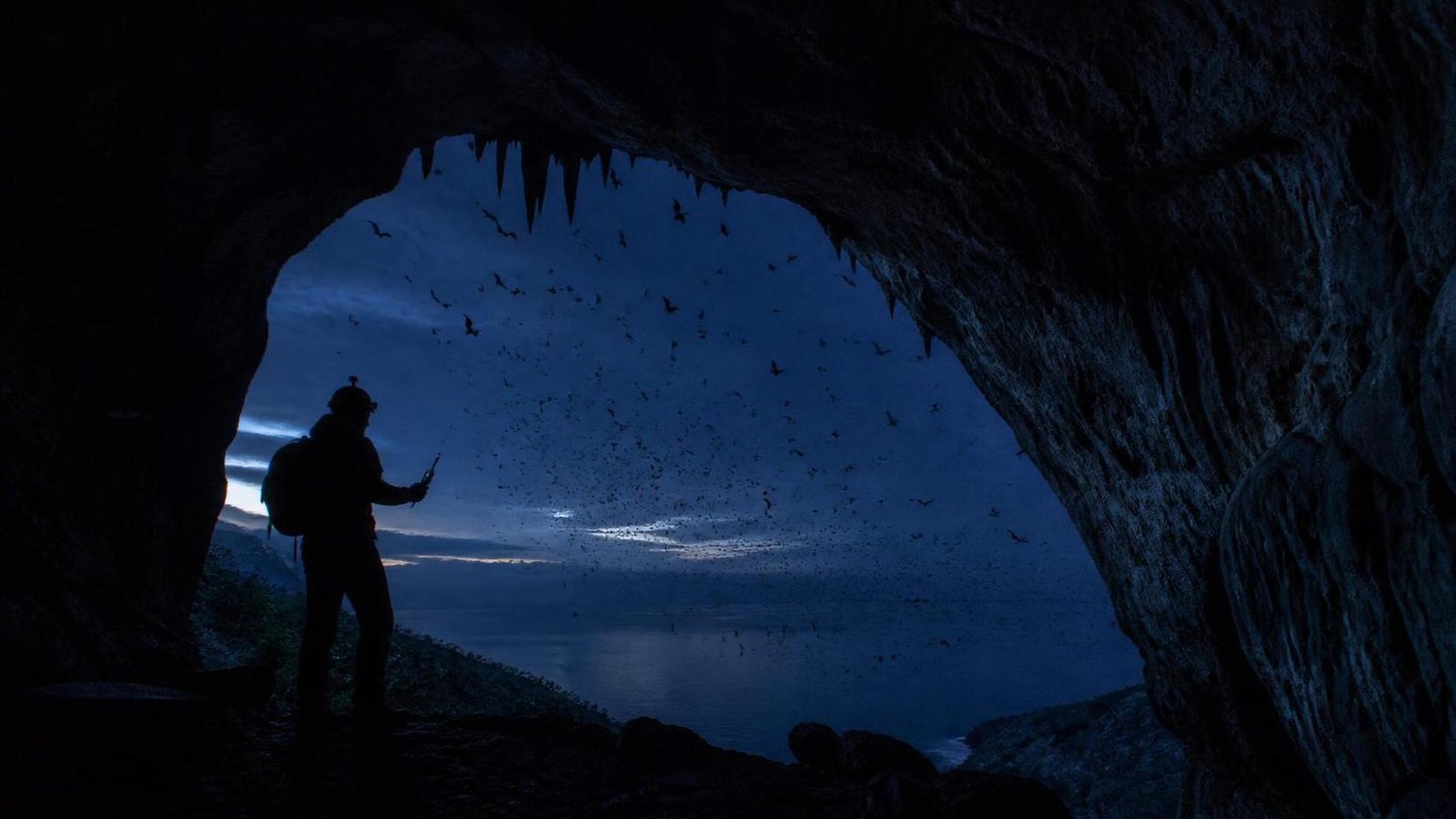 Pipistrelli, vampiri e conservazione: separare biologia, folklore e panico